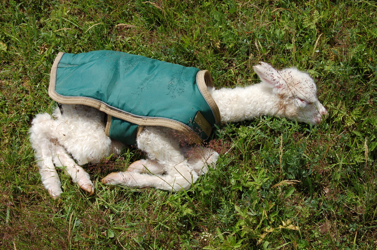 Alpaca Raw Fleece - From OH Oak Hills Alpacas