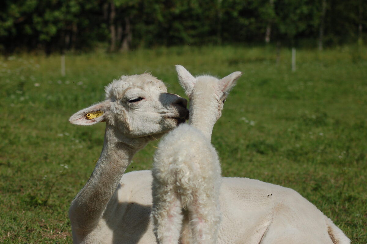 Sisters welcome new baby alpaca to herd, Local News