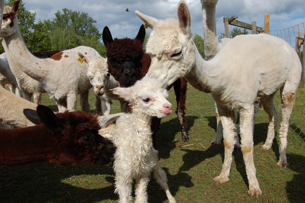 Sisters welcome new baby alpaca to herd, Local News