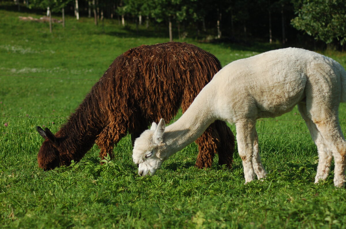 Magic Willows Alpacas - New product in the Farm Store: Alpaca