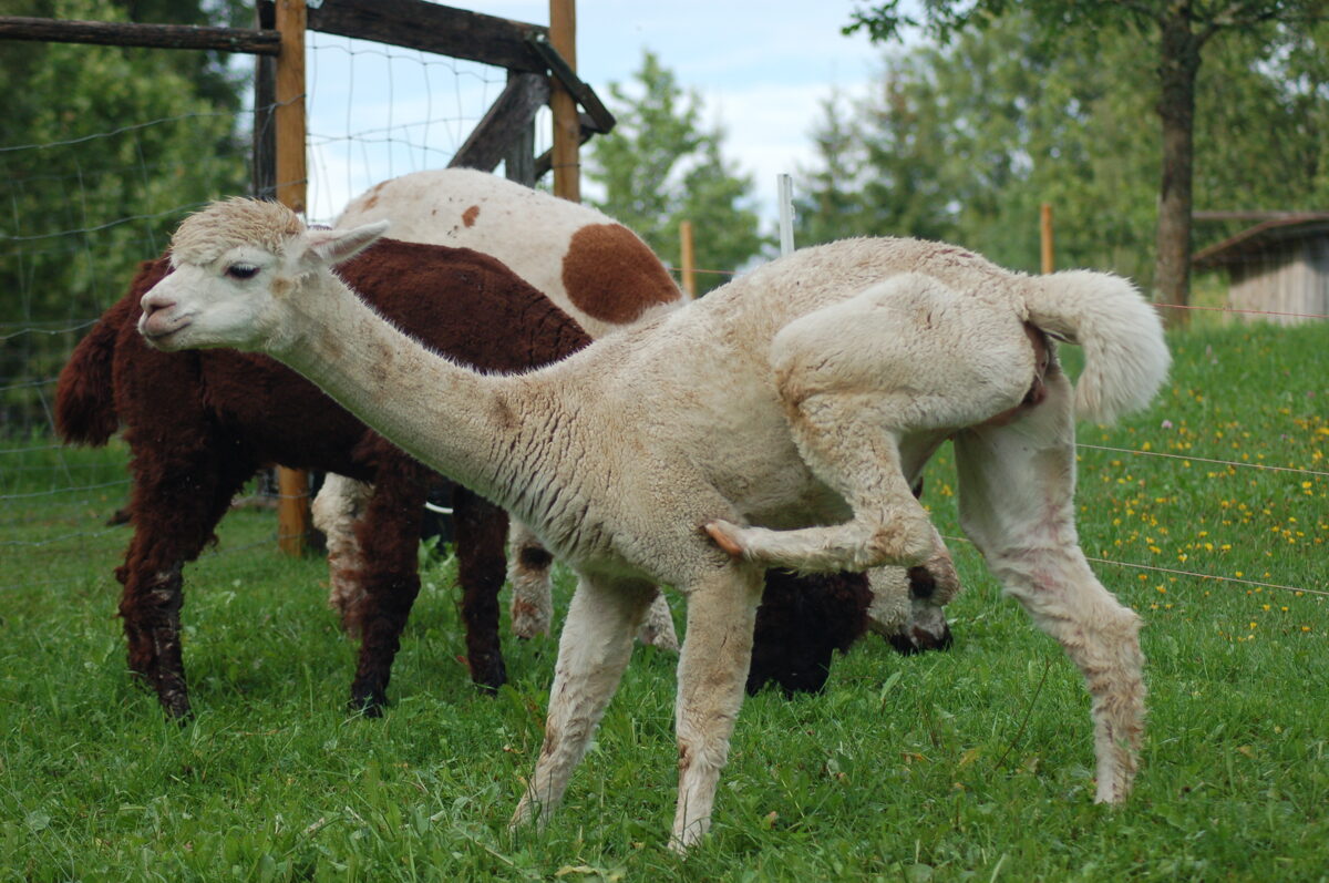 Alpaca Raw Fleece - From OH Oak Hills Alpacas