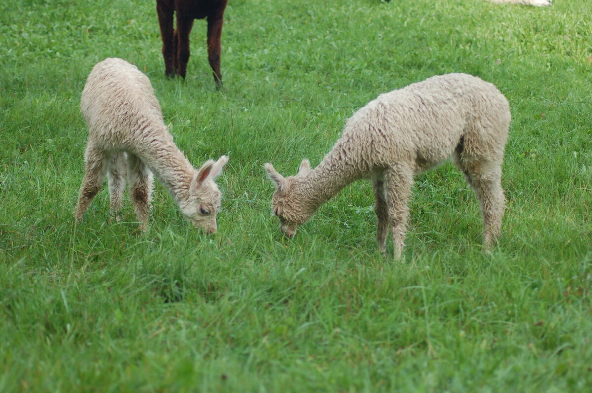 Sisters welcome new baby alpaca to herd, Local News