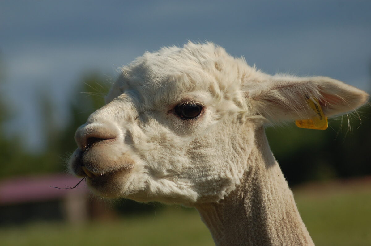 Alpaca Raw Fleece - From OH Oak Hills Alpacas